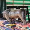 17915487870095002700325975527155 Big lion weight 15kg