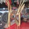 Antilop