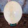 Ostrich eggs